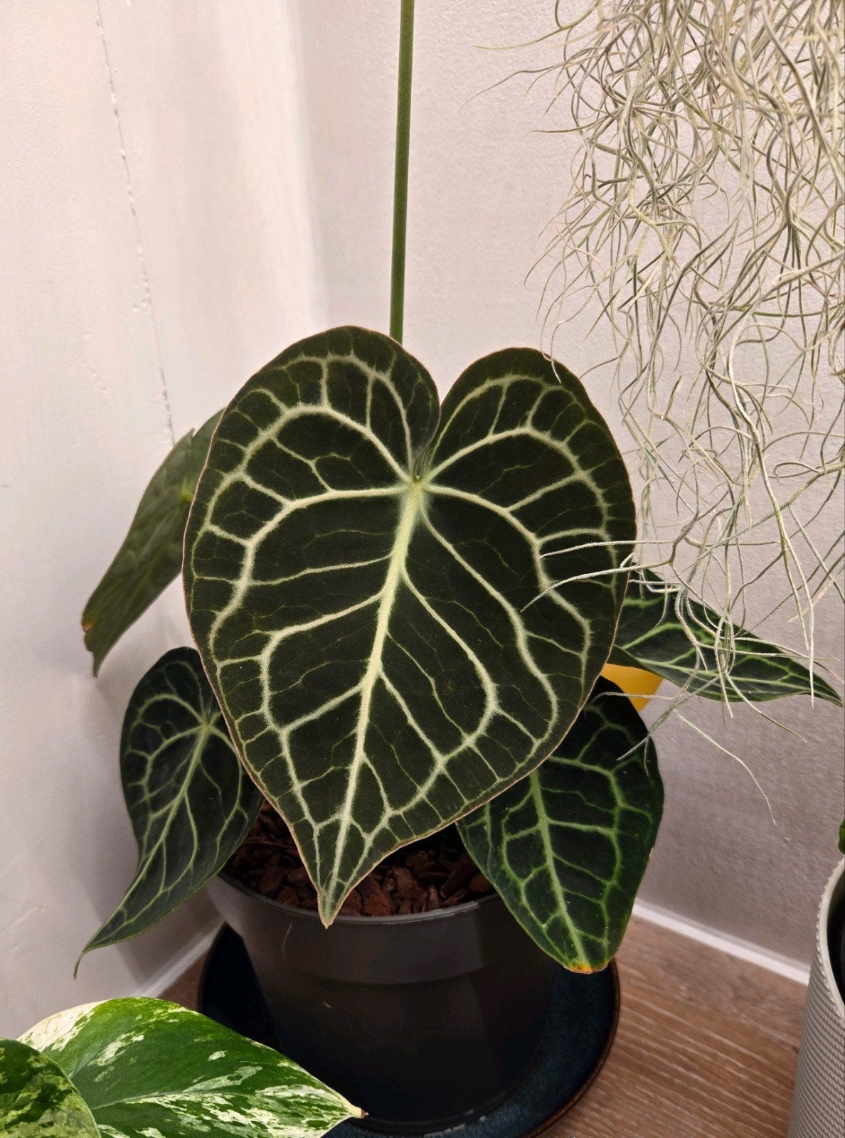 Anthurium Clarinervium, Huis en Inrichting, Overige soorten, In pot, Minder dan 100 cm, Groene kamerplant