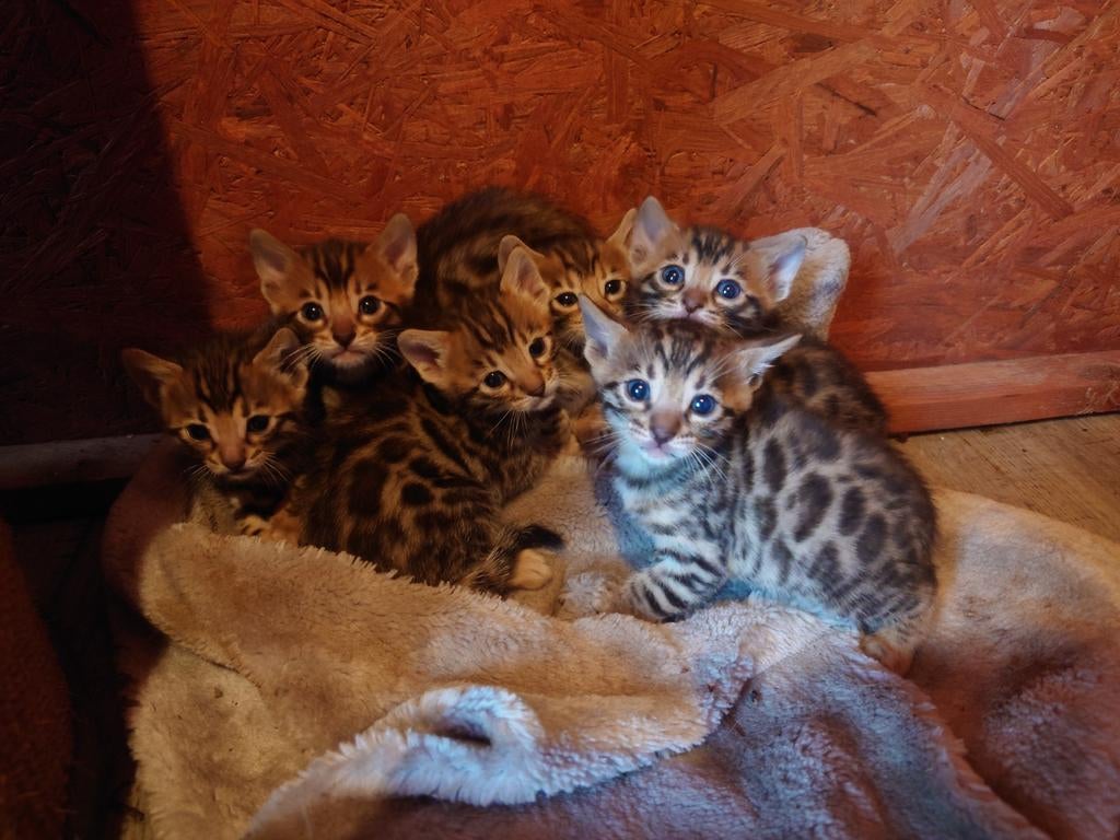 💯 Bengaal Kitten  ✅ Stamboom,🐈 Charcoal Mink And Brown, Dieren en Toebehoren, Katten en Kittens | Raskatten | Korthaar, Poes