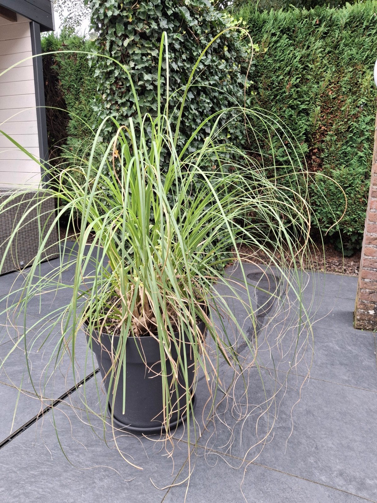 Jonge Pampasgras in pot (H50cm, D45cm), Ophalen, Vaste plant, Siergrassen