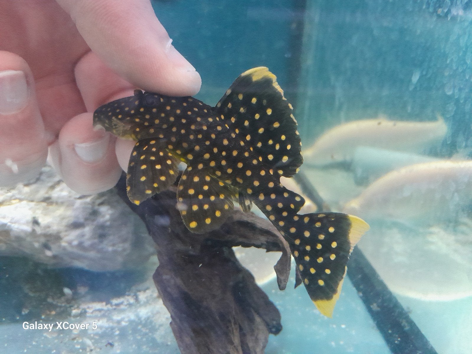 Golden nugget L018, Dieren en Toebehoren, Vis
