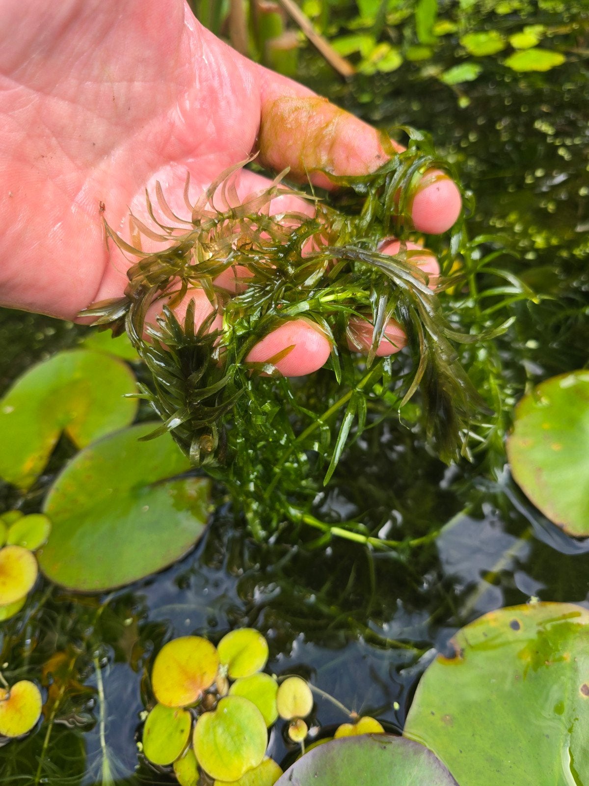 Grof hoornblad (Ceratophyllum demersum) - 10 liter emmer, Ophalen, Volle zon, Overige soorten, Minder dan 100 cm