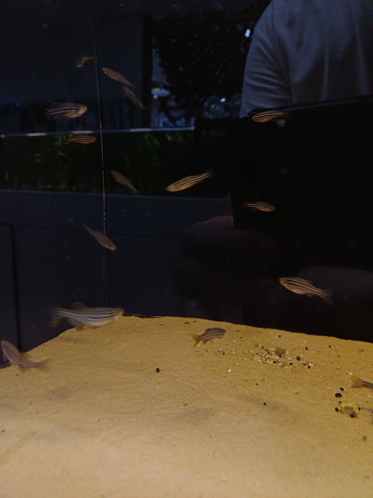 zebra danio, Dieren en Toebehoren, Vis
