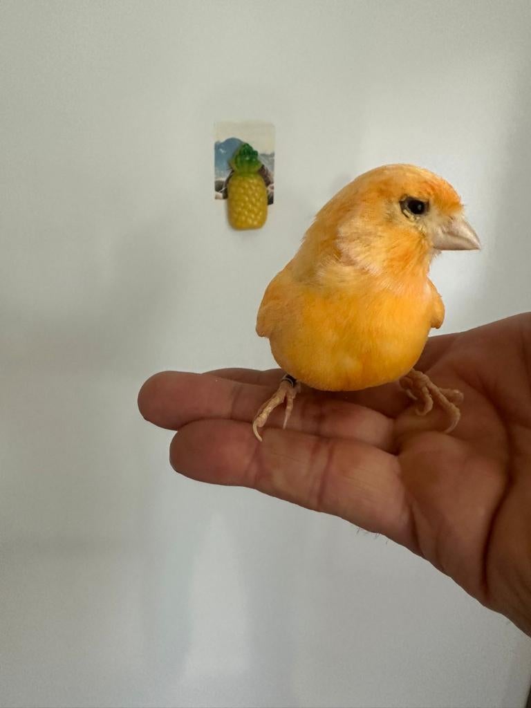 Oranje kanarie  pop, Dieren en Toebehoren, Vogels | Kanaries, Vrouwelijk, Kleurkanarie