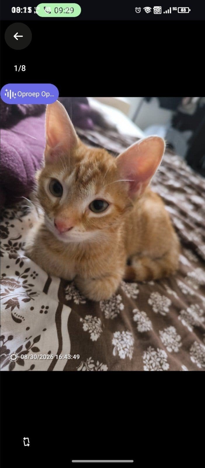 Rode kater, Dieren en Toebehoren