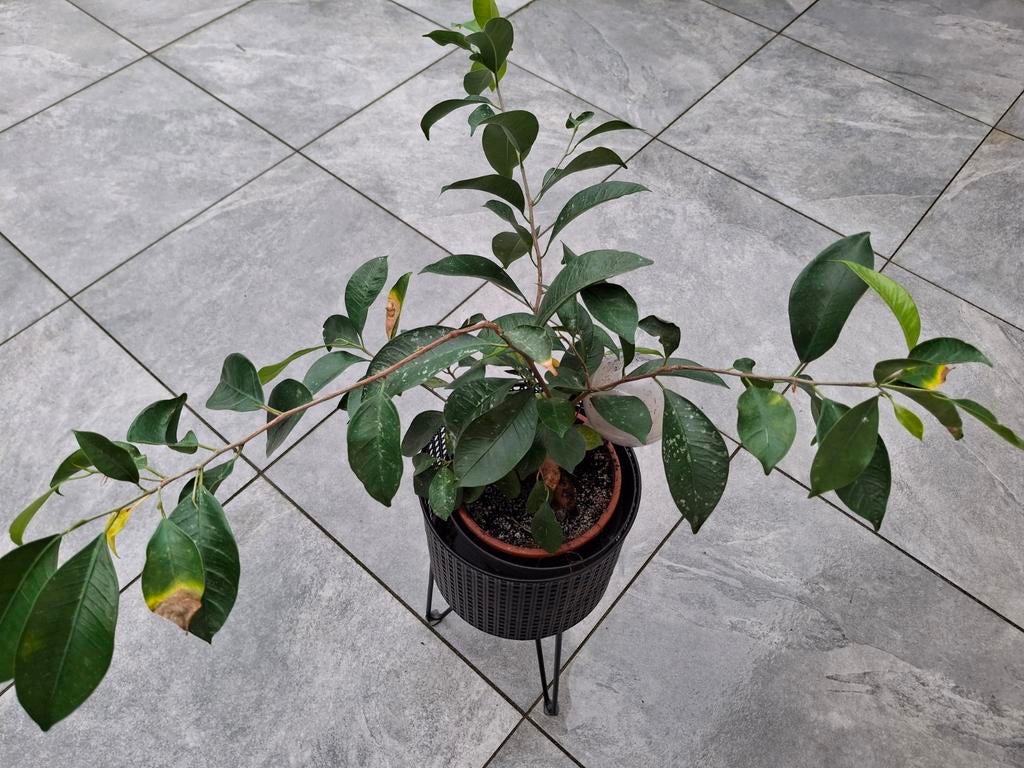Plant, Ophalen
