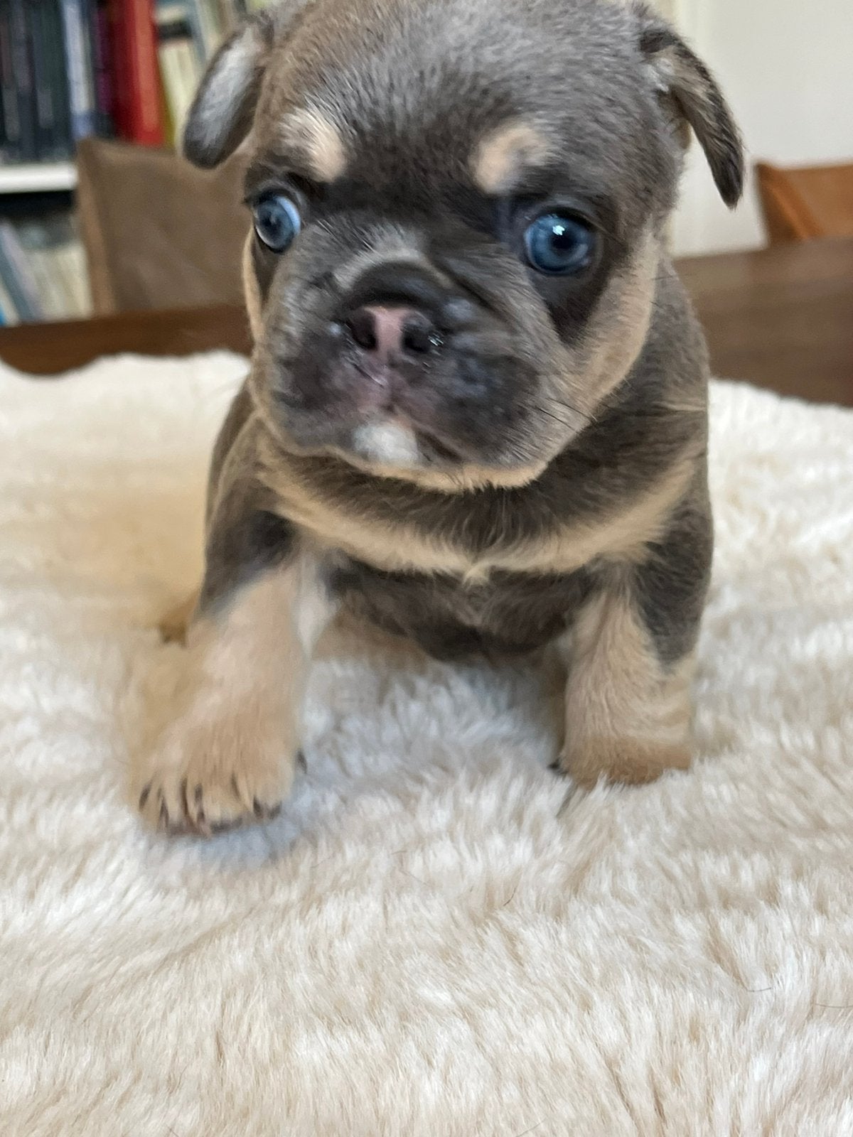 Franse Bulldog pups goed opgevoed- Belgie, Dieren en Toebehoren, België, 8 tot 15 weken, Parvo, Bulldog