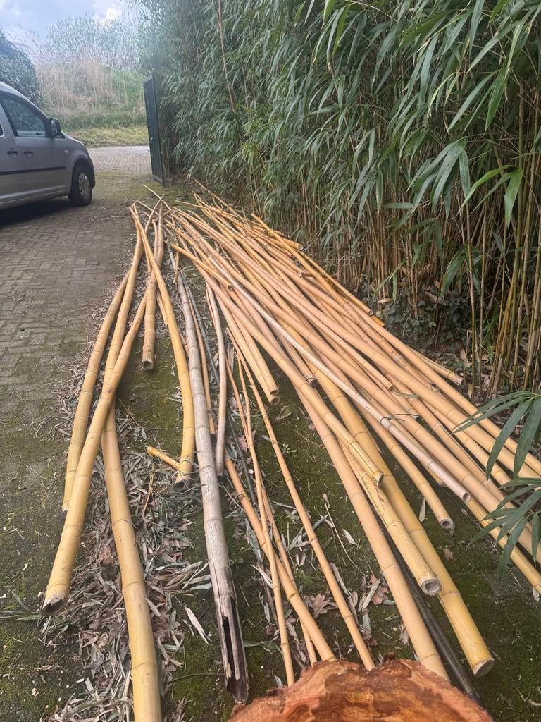Bamboe stokken, tot 4 meter lang, ca. 25 stuks, Ophalen, Gebruikt, 250 cm of meer, Palen