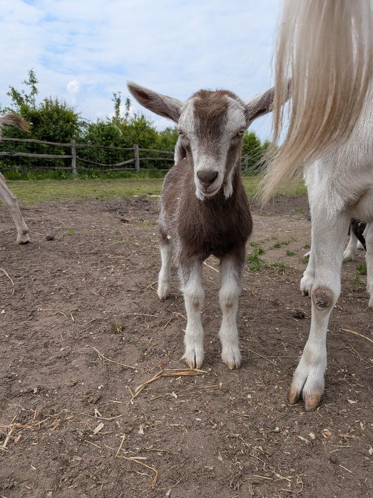 Toggenburger bokje, Mannelijk, Geit, 0 tot 2 jaar