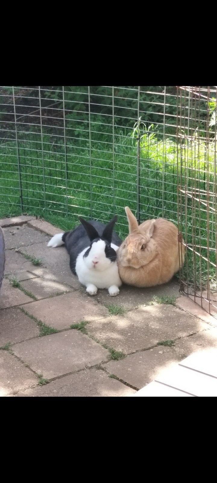 Twee onafscheidelijke konijnen te koop – Inclusief compleet, Dieren en Toebehoren, Konijnen, Meerdere dieren