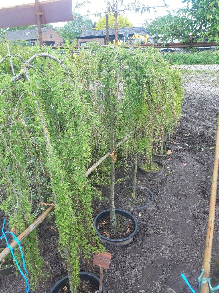 Larix decidua Pulli op stam 120 cm in pot, Tuin en Terras, Treurboom, Lente, 100 tot 250 cm, Ophalen