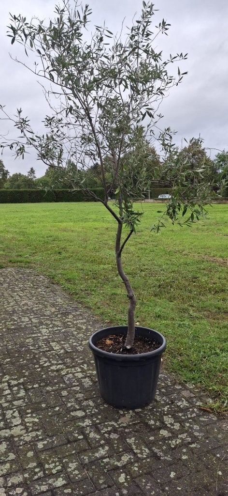 Olijfboom, Bloeit niet, Halfschaduw, Olijfboom, 250 tot 400 cm