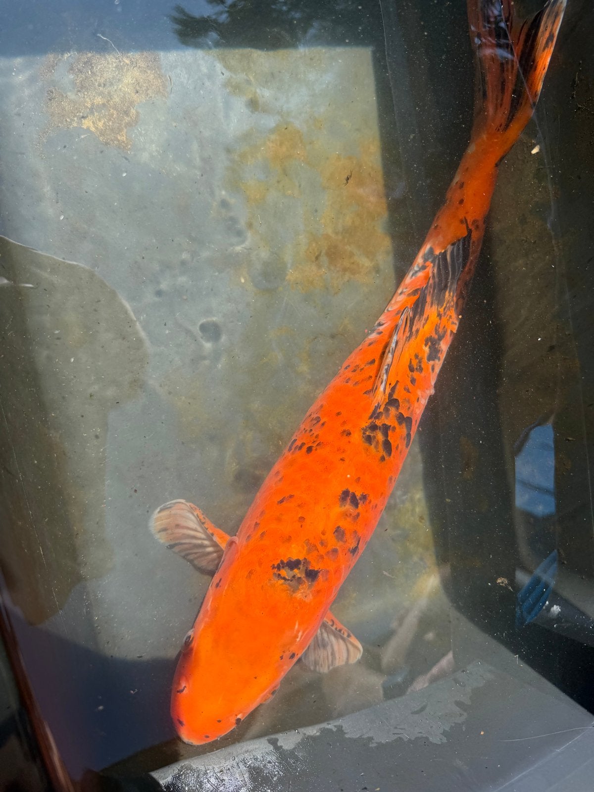 Hi utsuri koi, Karper of Koi