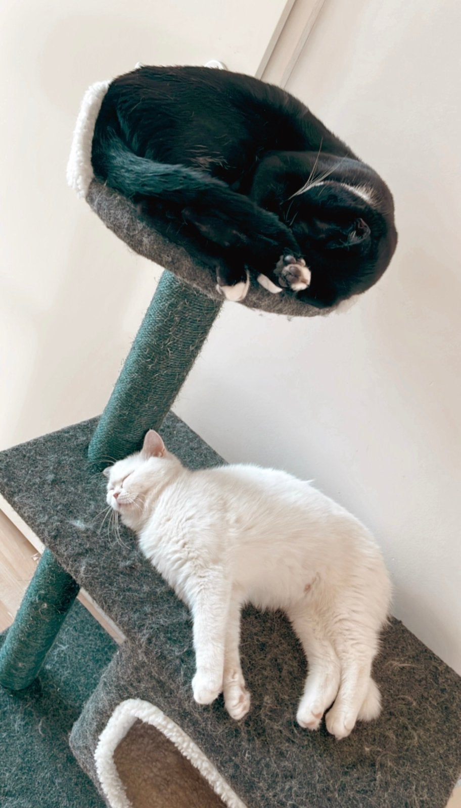 Katten: britse korthaar / oosterse korthaar, Meerdere dieren, Ontwormd, 3 tot 5 jaar