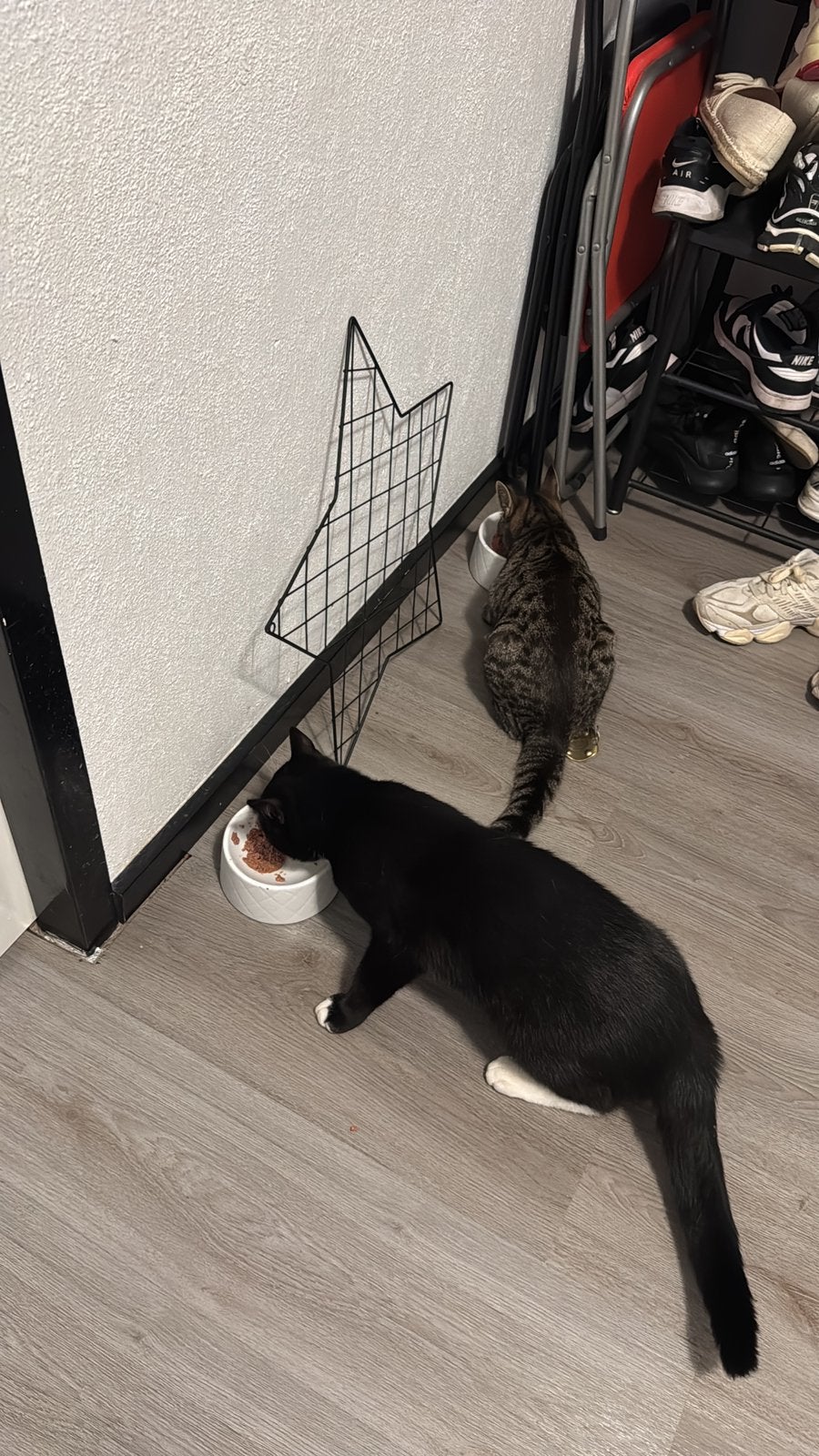 Liefdevol huisje gezocht voor twee katten, Poes