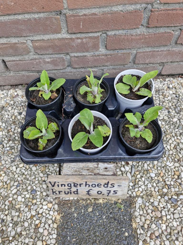 Vingerhoedskruid planten, Volle zon, Tweejarig, Zomer, Ophalen