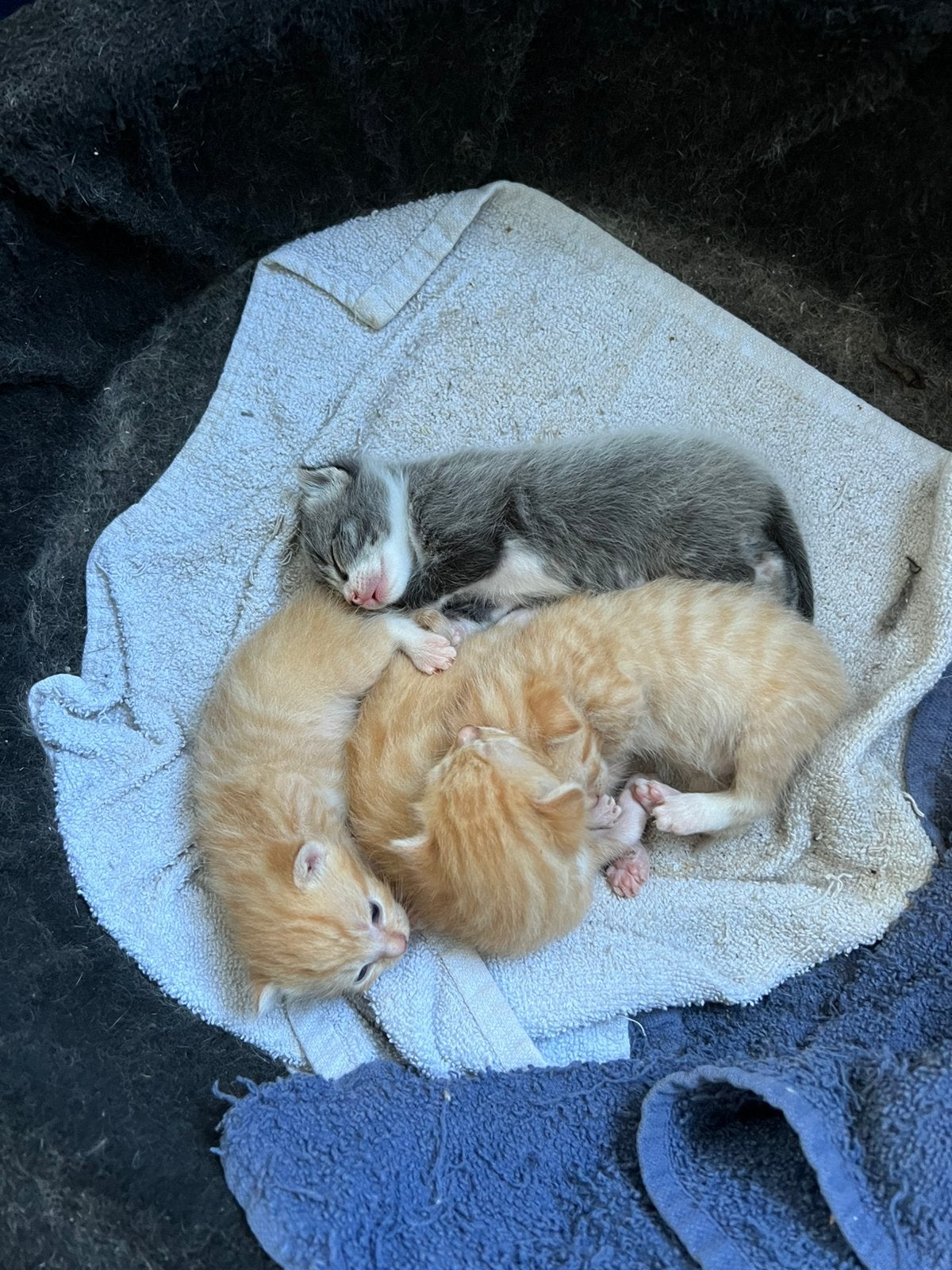 2 kittens te koop, Dieren en Toebehoren, Meerdere dieren, Kortharig, 0 tot 2 jaar