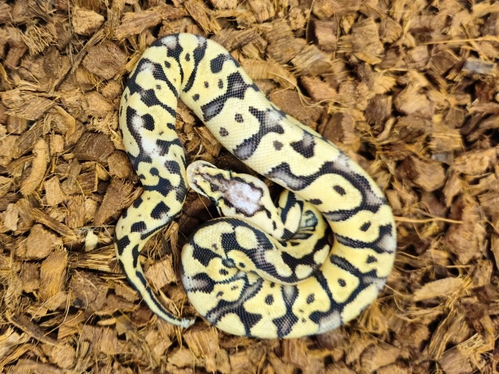 LAST MINUTE HOUTEN DEALS - Diverse koningspythons Ball Python photo 6