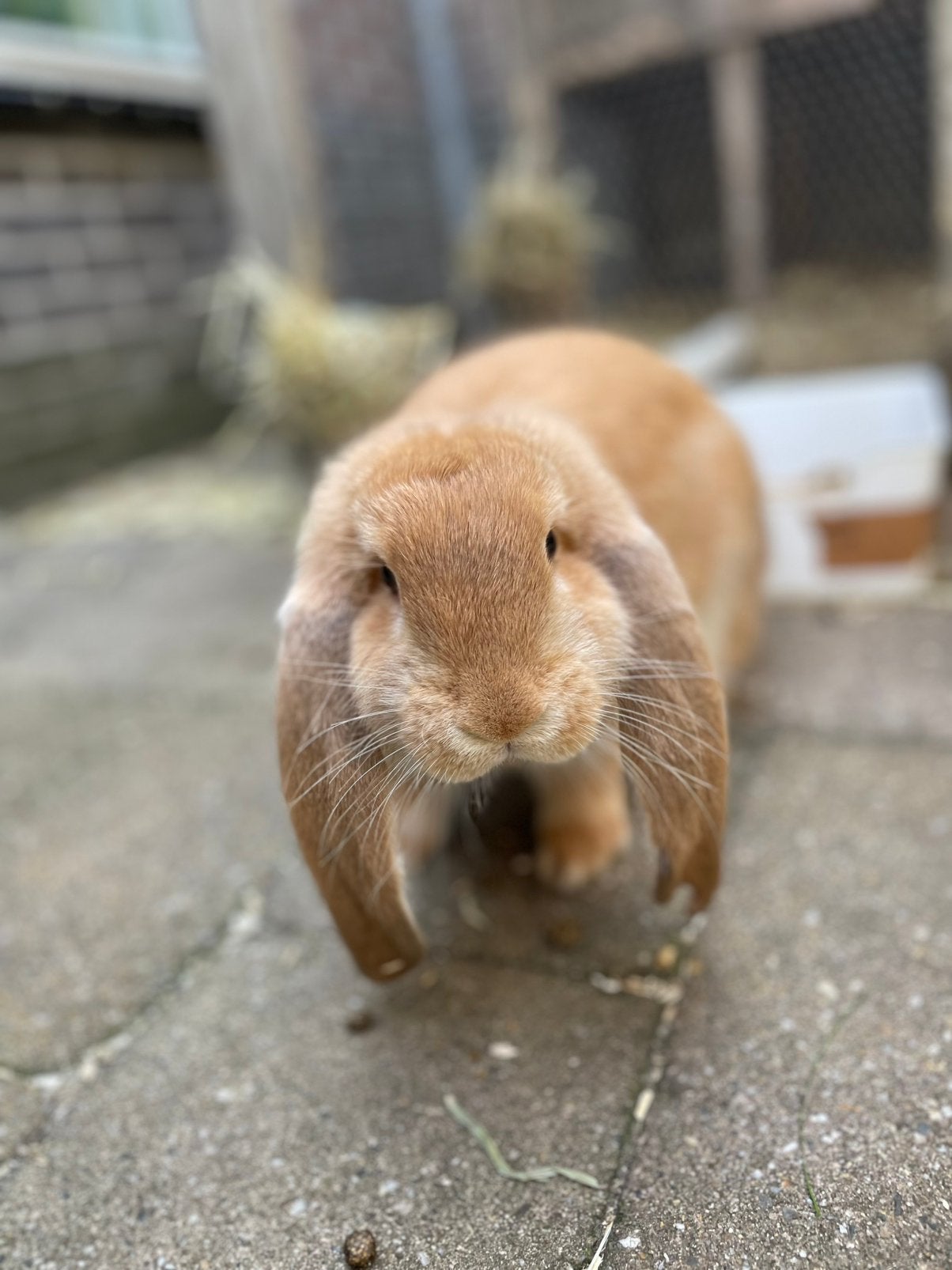 Franse hangoor konijn, jonge gele ram, Dieren en Toebehoren, Konijnen, Mannelijk, Groot, Hangoor
