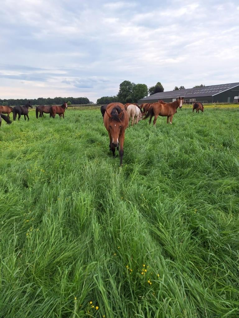 Opfok hengsten en merries (ook merries met veulens), Weidegang