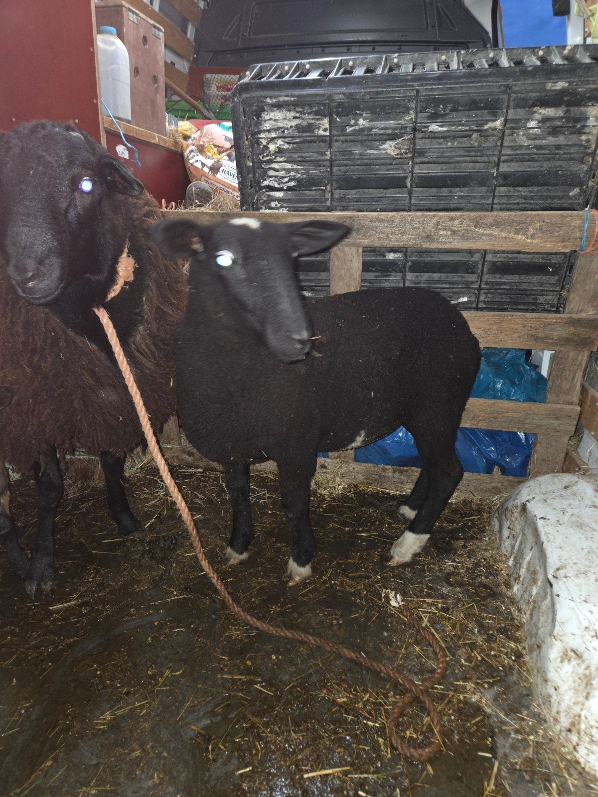 zwartbles schaap, Dieren en Toebehoren, Vrouwelijk, Schaap