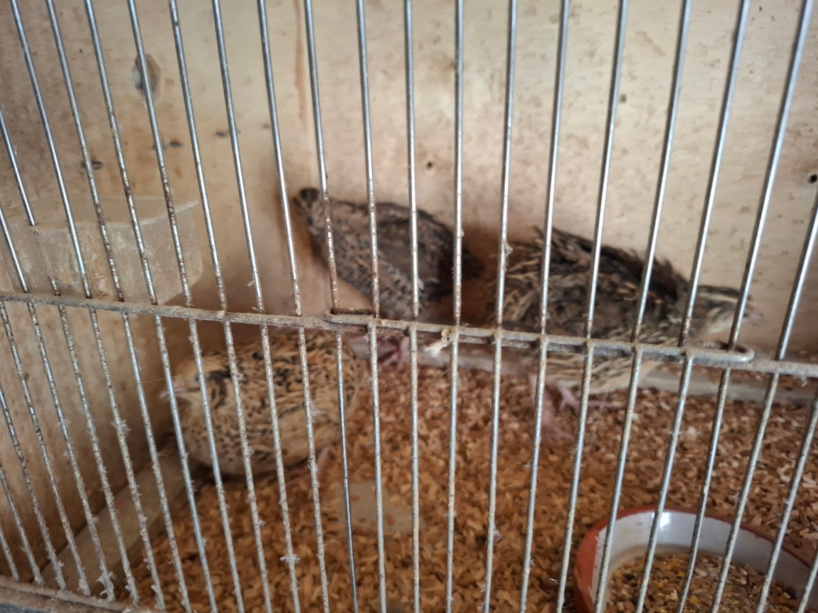 Japanse kwartels, Meerdere dieren
