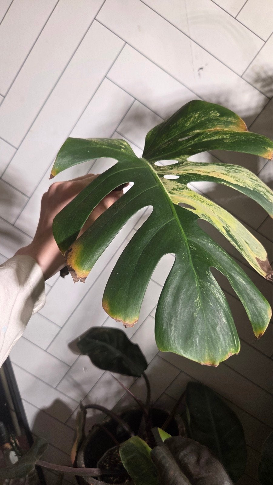 Monstera aurea stek, Huis en Inrichting, Kamerplanten, Ophalen, Halfschaduw, Minder dan 100 cm