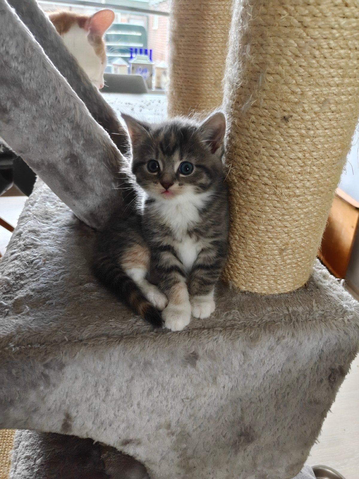 Kittens, Meerdere dieren