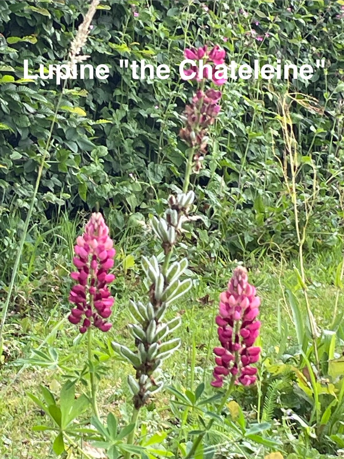 Zaden van Lupine “the Chateleine”, Tuin en Terras, Bloembollen en Zaden, Ophalen of Verzenden, Voorjaar, Volle zon, Zaad