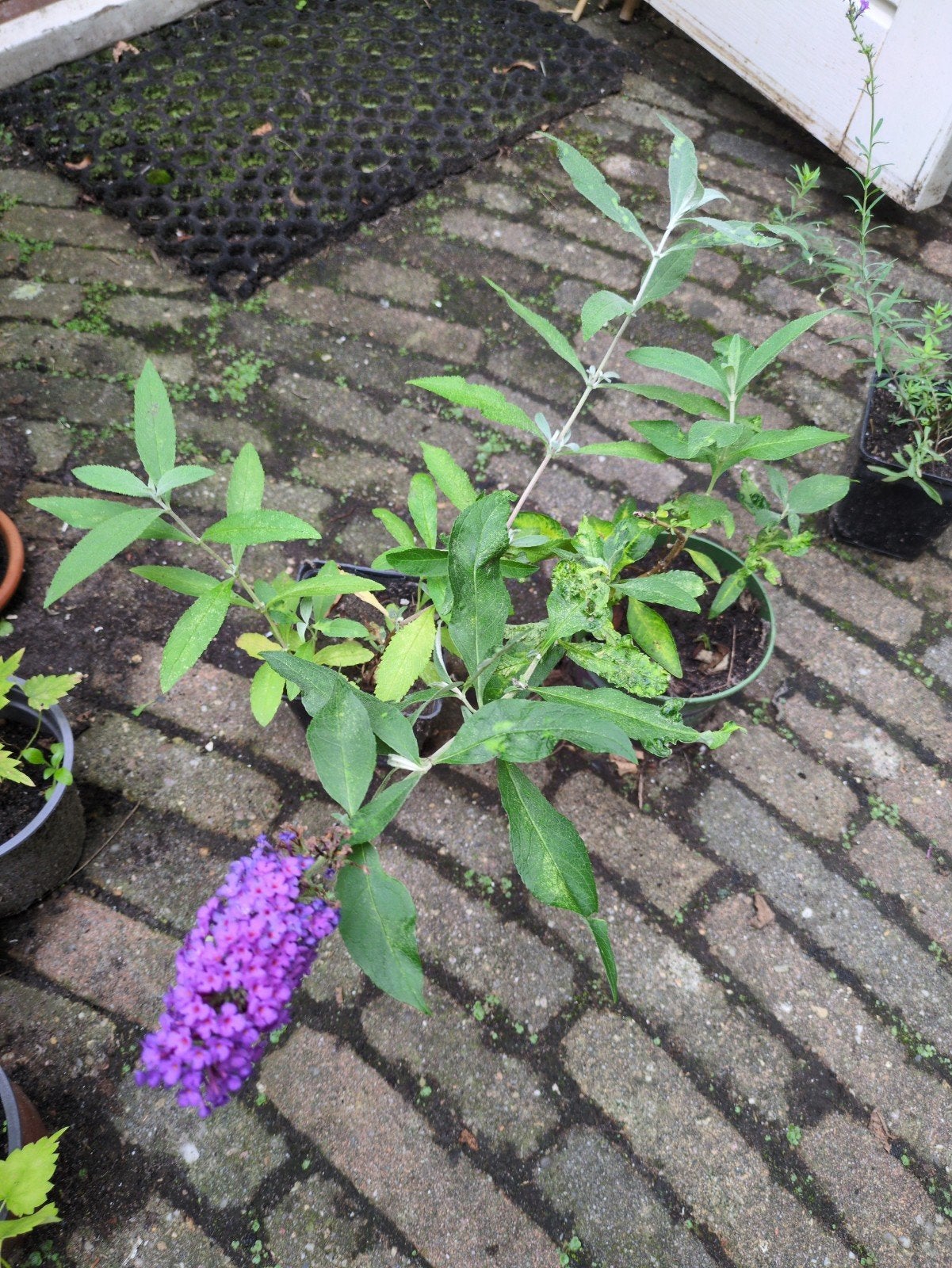 Vlinderstruiken paars, Tuin en Terras, Ophalen, Overige soorten, Volle zon