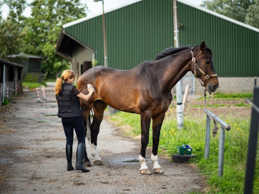 bijrijder gezocht for Powerboy (Zuidoostbeemster), Dieren en Toebehoren, Toebehoren, 1 paard of pony