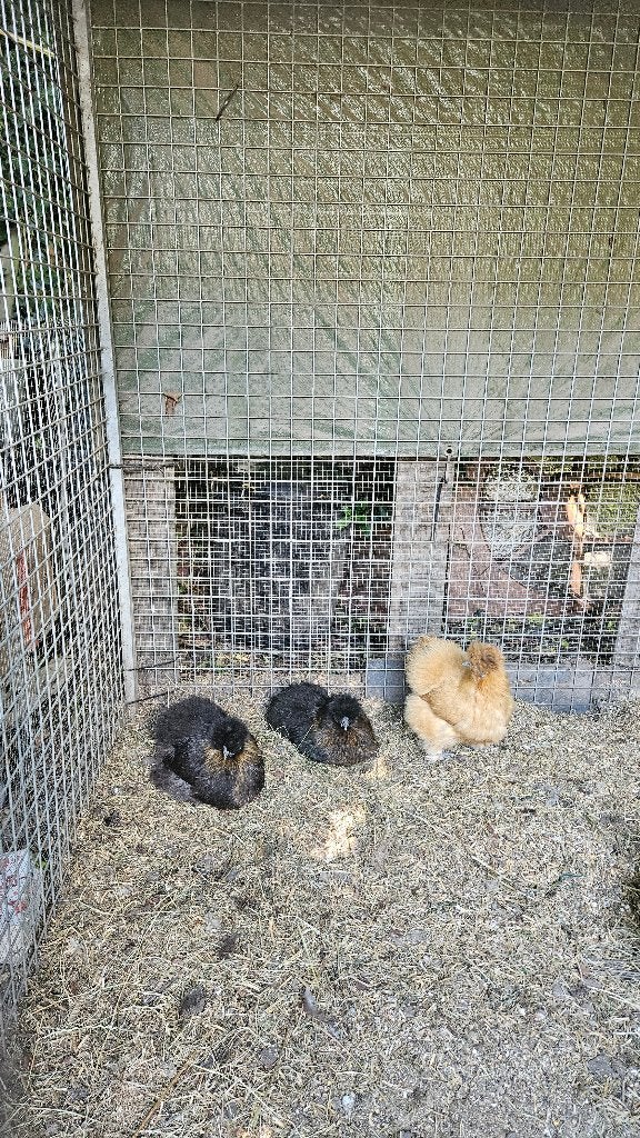 3 zijdehoentjes(hennen), Dieren en Toebehoren, Pluimvee, Vrouwelijk, Kip