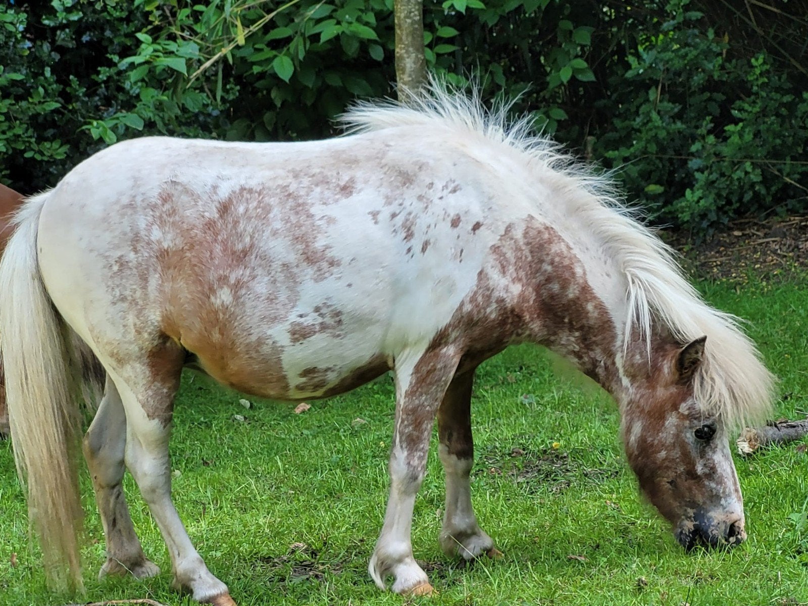 te koop Pintaloosa merrie, Merrie, 3 tot 6 jaar