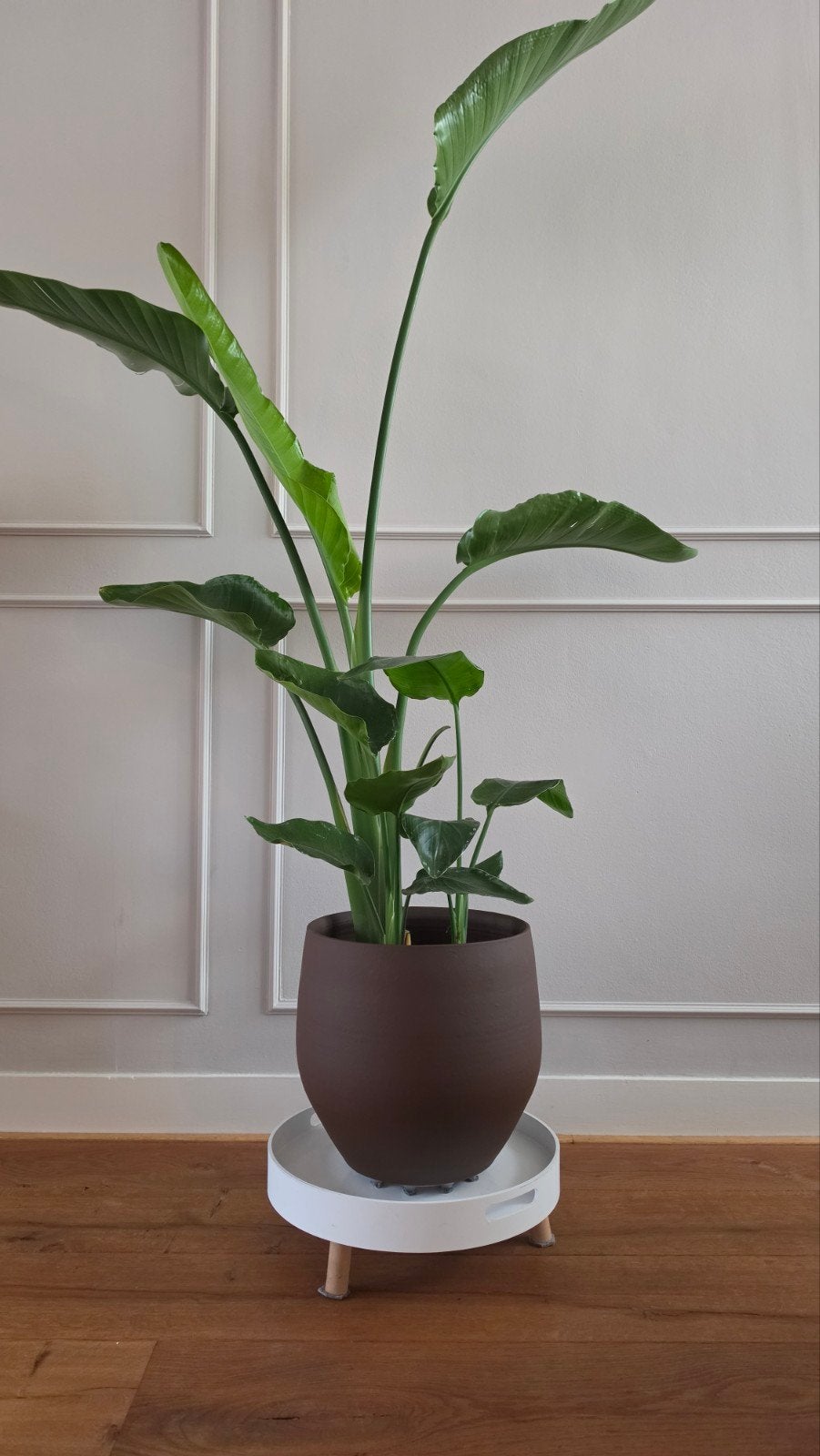 Witte plantenstandaard met houten pootjes, Ophalen, Hout, Zo goed als nieuw, Modern