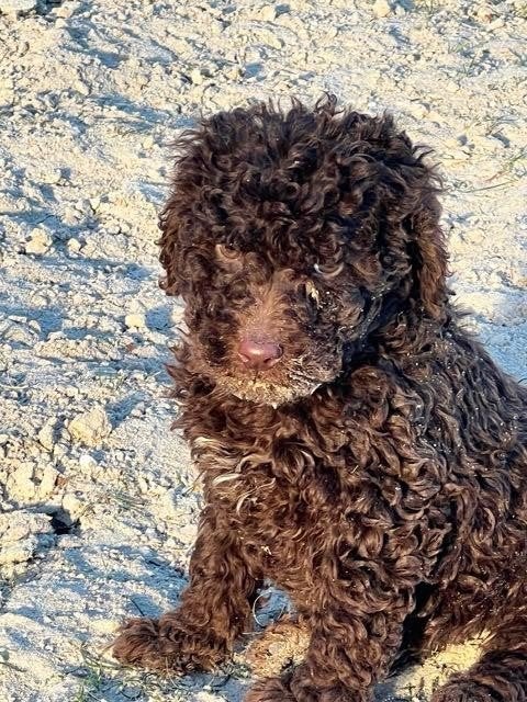 Te koop mooie choco Maltipoo xpoedel pups, Nederland, CDV (hondenziekte), 8 tot 15 weken, Meerdere