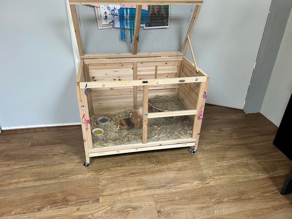 2 cavias, vrouwtjes, inclusief hok en reiskooi, Ophalen, 60 tot 90 cm, Zo goed als nieuw, Hok