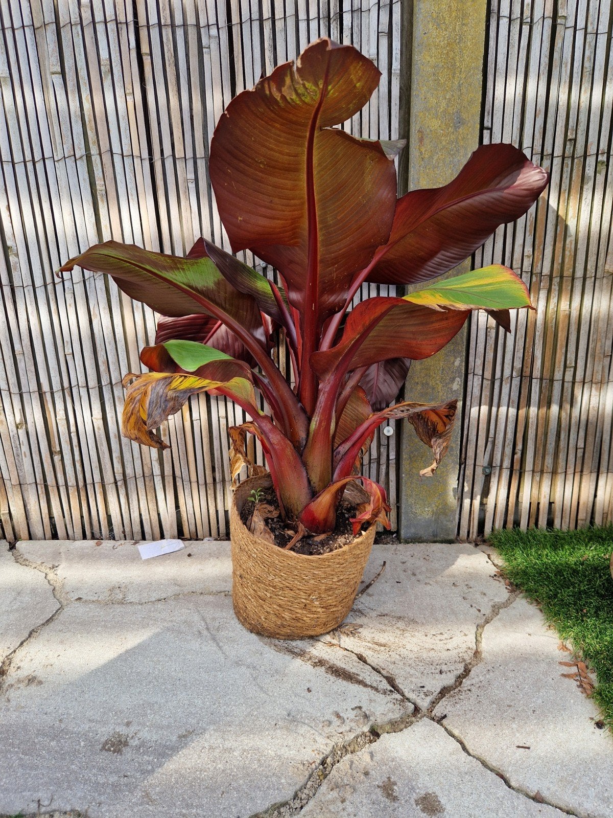 Ensete Ventricosum 'Maurelii' - Rode Abessijnse Banaan, Tuin en Terras, Ophalen