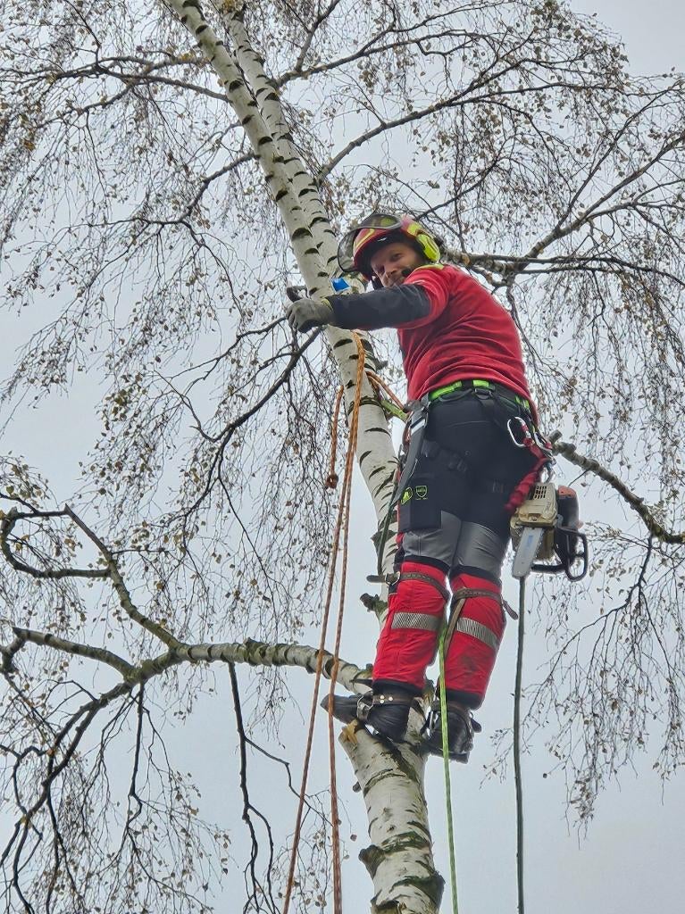 Bomen verwijderen, Tuinonderhoud of Snoeiwerk