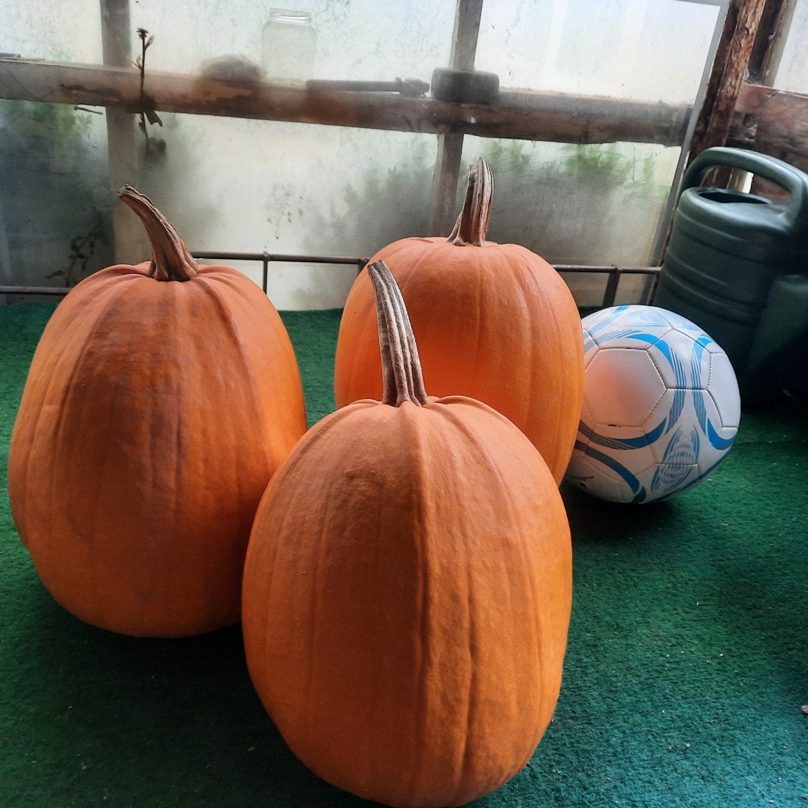 Mooie Halloween pompoenen, Ophalen