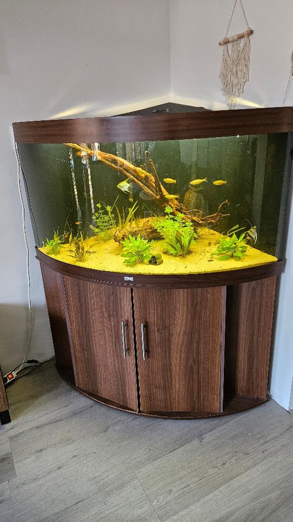 Juwel trigon 350l hoek aquarium, Ophalen of Verzenden, Gebruikt, Gevuld zoetwateraquarium, Juwel