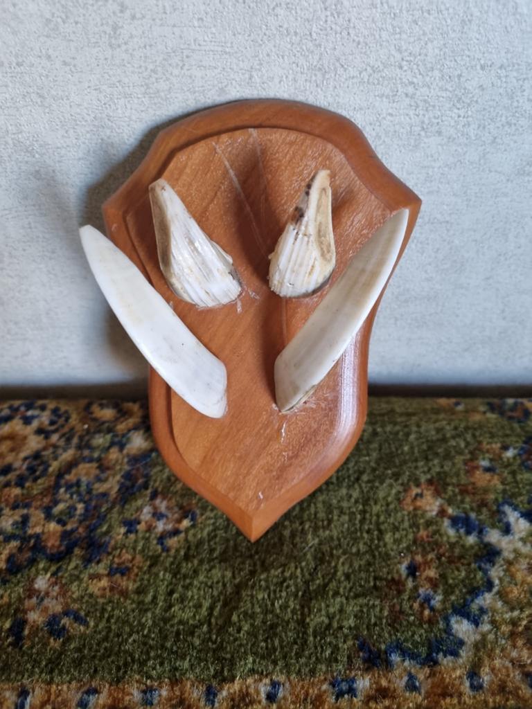 Tanden van een wild zwijn op een houten schild, Ophalen of Verzenden