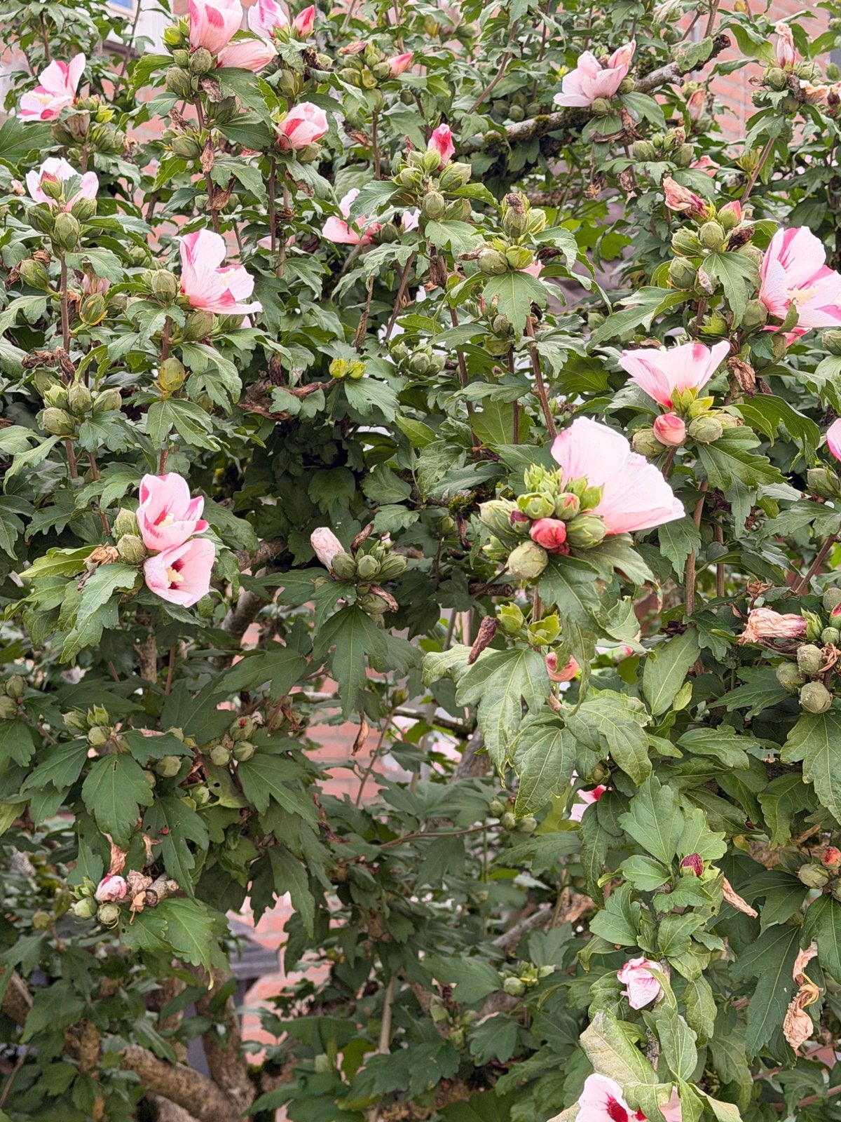 Gratis plant / boompje, Altheastruik, Ophalen, Overige soorten, Halfschaduw