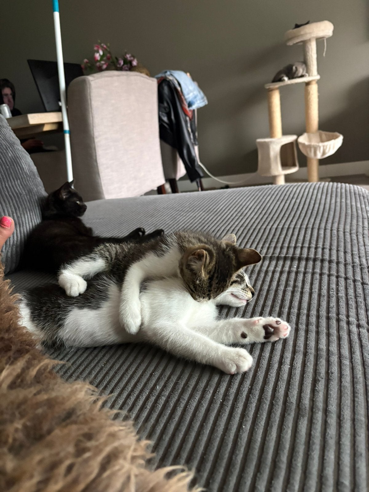 4 lieve Britse Korthaar mix-kittens zoeken hun droomhuisje!, Meerdere dieren, Ontwormd