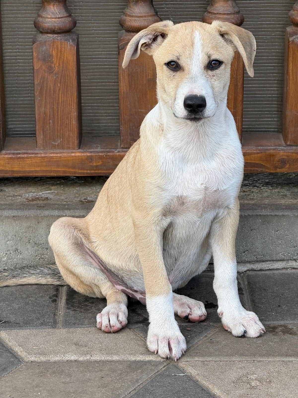 reu middelmaat Duke zoekt een thuis, Dieren en Toebehoren, Honden | Niet-rashonden, Particulier, 15 weken tot 1 jaar, Reu, Buitenland