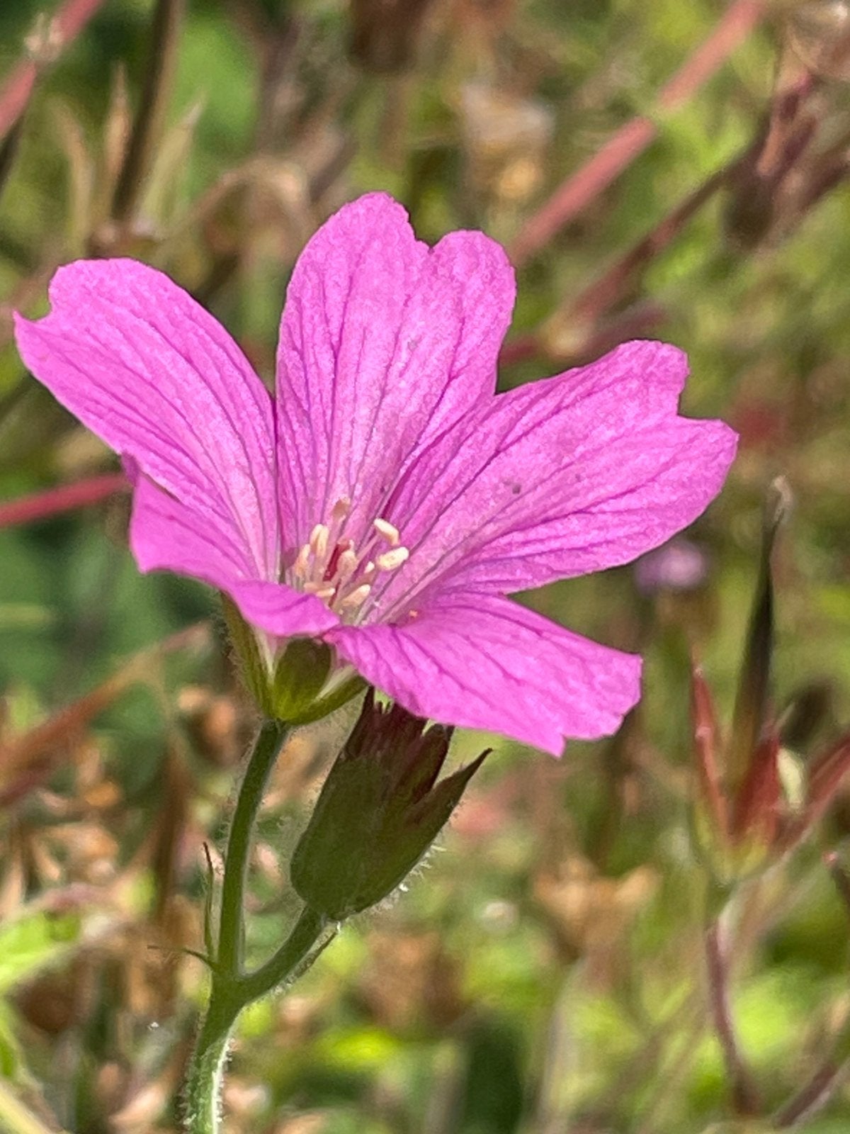 Geranium met knalroze bloemen. Gifvrij, Ophalen, Overige soorten, Volle zon