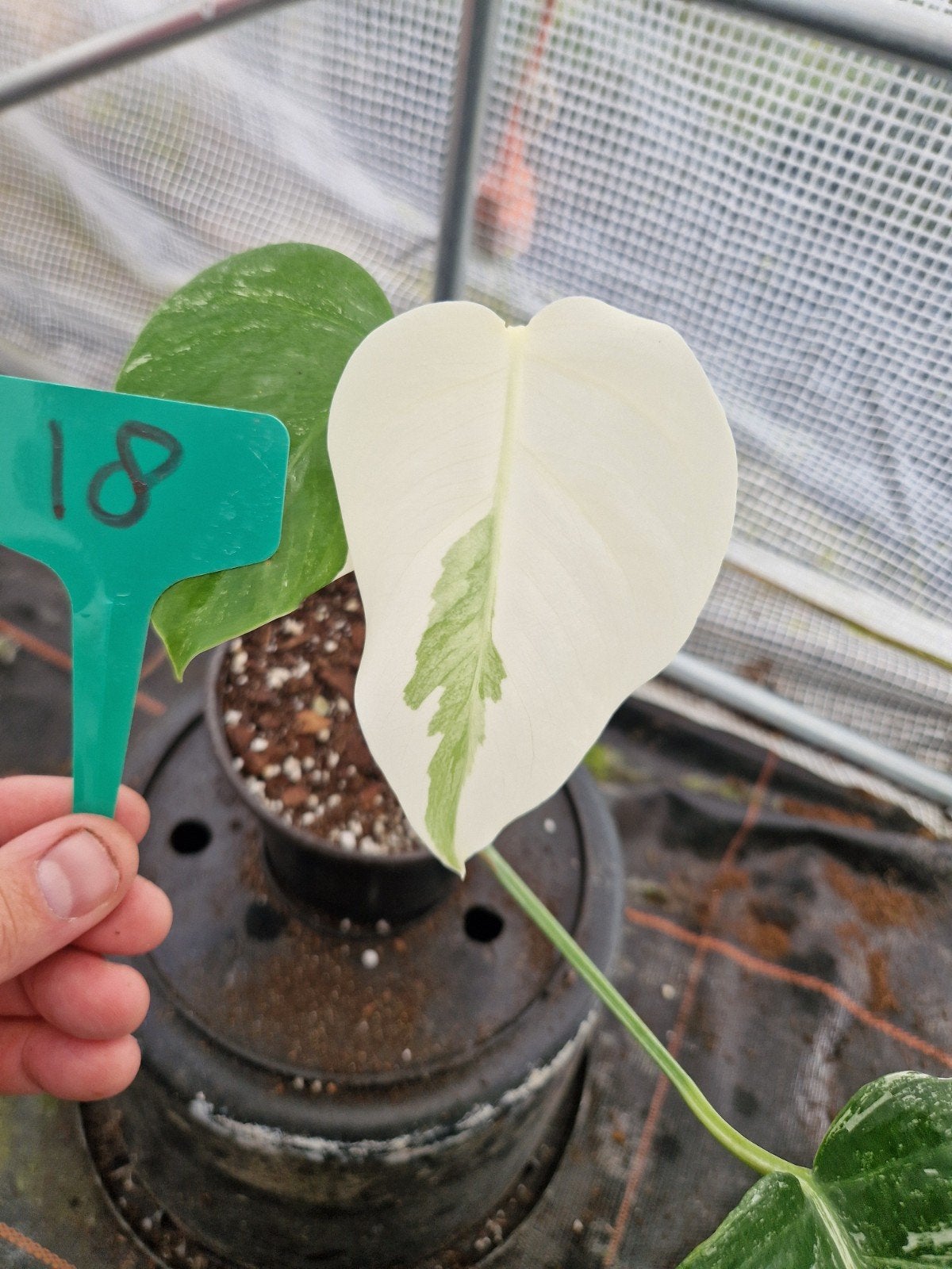 Monstera Deliciosa Albo Variegata kamerplant #18, Ophalen of Verzenden, Halfschaduw, Minder dan 100 cm