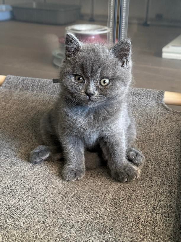 Raszuivere Britse Korthaar kitten met stamboom, Kater, Met stamboom, 0 tot 2 jaar