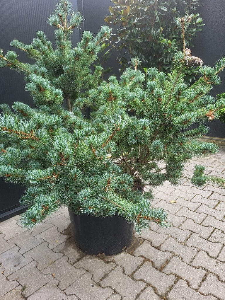 Pinus parv.Negishi maat 110/135 cm, Tuin en Terras, Planten | Bomen, Bloeit niet, Minder dan 100 cm, Volle zon, In pot