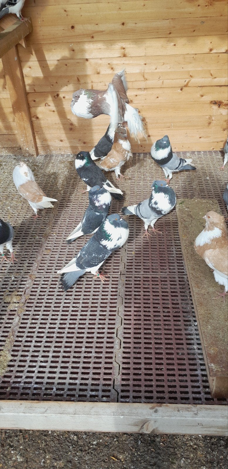 akener bandkroppers., Dieren en Toebehoren, Meerdere dieren, Kropper