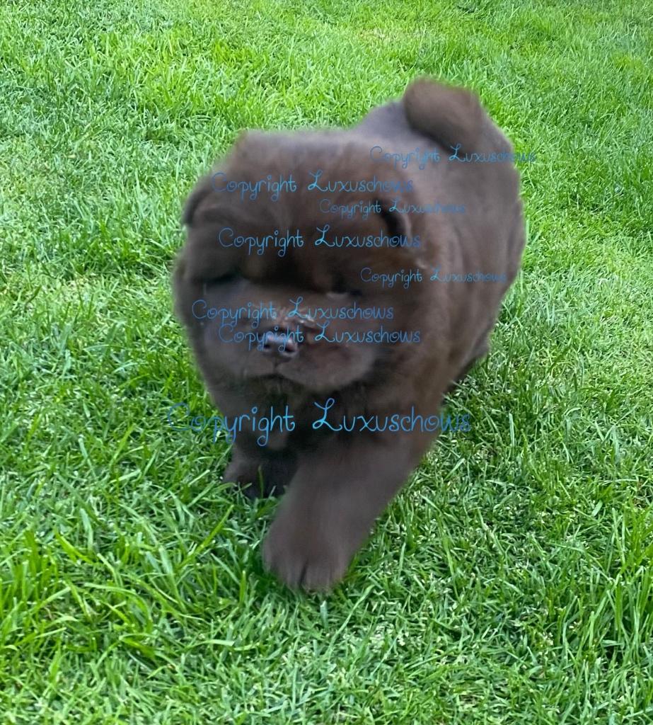 Exclusieve Chow Chow pup, reutje, Fokker | Hobbymatig, 15 weken tot 1 jaar, Reu, Buitenland