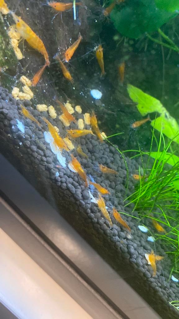 Oranje garnalen, Dieren en Toebehoren, Vissen | Aquariumvissen, Kreeft, Krab of Garnaal